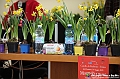 VBS_1033 - Presentazione Messer Tulipano 2025 - 25.ma edizione